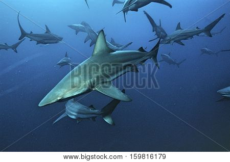 Aliwal Shoal, Indian Ocean, South Africa, blacktip sharks (Carcharhinus limbatus) swimming in ocean