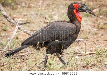 Southern Ground Hornbill In The Kruger National Park, South Africa.