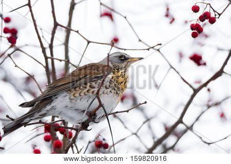 The photo depicts a thrush on a tree