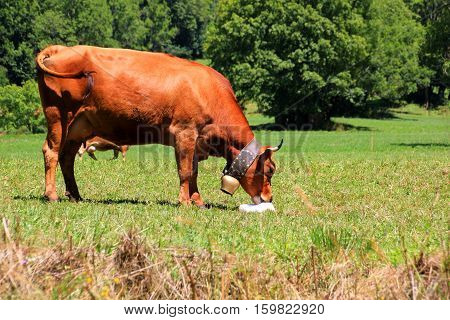 Brown cow with a bell is licking on a salt block