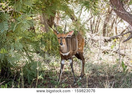 Starring Bushbuck In The Kruger National Park, South Africa.