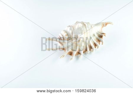 Sea shell on a white background is a Studio nautical objects