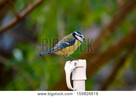 Cute cyanistes caeruleus bluetit bird perched on a pole in a garden