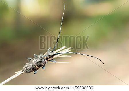 The Beetle barbel. A bug with long antennae on a dry twig. Macro.