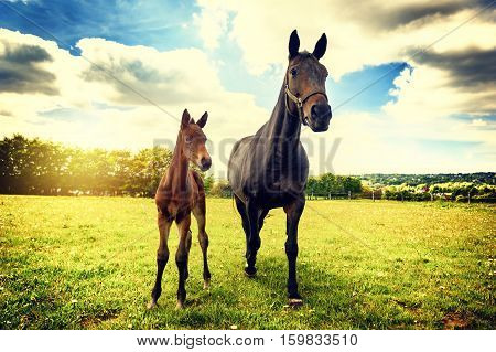 Summer country landscape with horse and foal. Agricultural concept