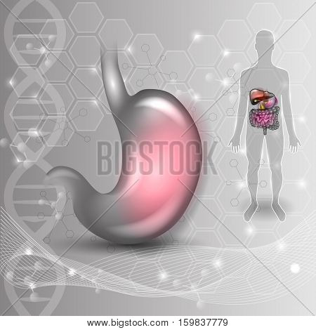 Stomach Anatomy Colorful Drawing On A An Abstract Scientific Background