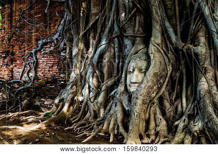 A budda's head traped in a tree's roots