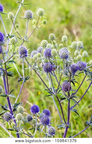 Eryngium flat (lat. Eryngium planum). Wild medicinal plants of Siberia