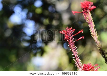 Florida Coral Bean flower in a garden