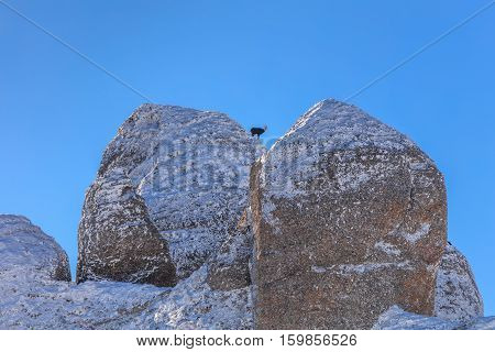 chamois (Rupicapra Carpatica) on mountain. Ciucas Mountains Romania