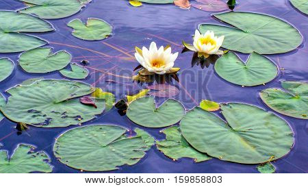 Lotus flower, blossomed in the lake water.