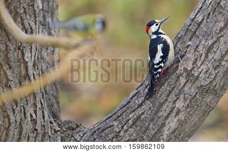 Male great spotted woodpecker (Dendrocopos major) on tree brunch