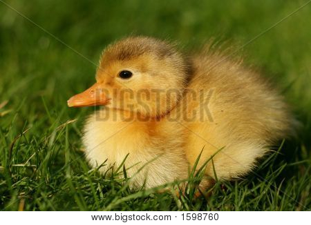 Canard