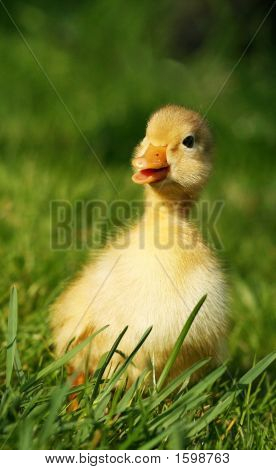 Canard