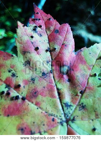 Colorful and textured maple leaf macro during autumn