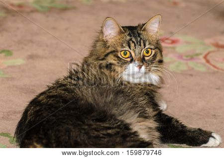 Portrait of a domestic cat with a white spot on the nose