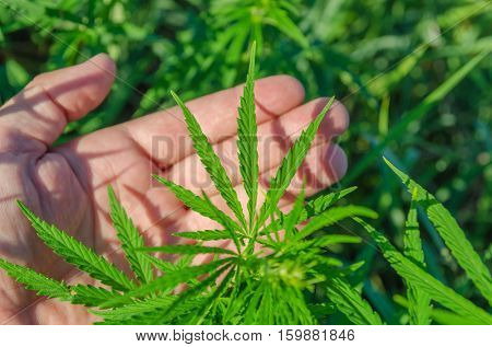 green leaf of marijuana in hand. soft focus