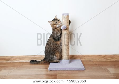 Beautiful cat with the scratching post, close up