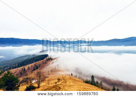 View Of Foggy Forest