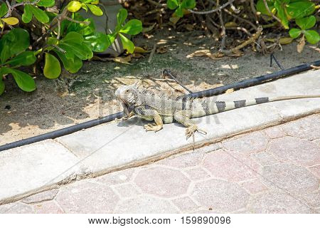 Leguan on Aruba island in the Caribbean