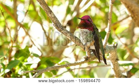 Beautiful purple head Magnificent hummingbird resting photo taken at Los Angeles