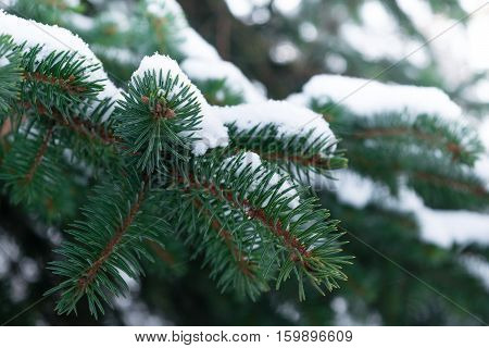 a few green fir tree branches in the white snow on the street cold winter day