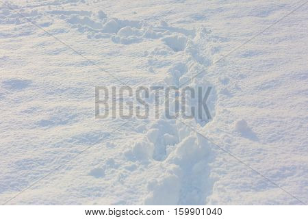 Close Up Of Footmarks In Fresh Snow
