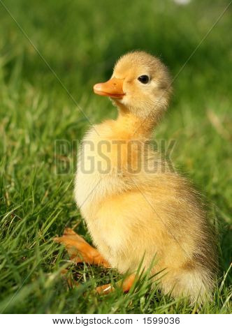 Duck