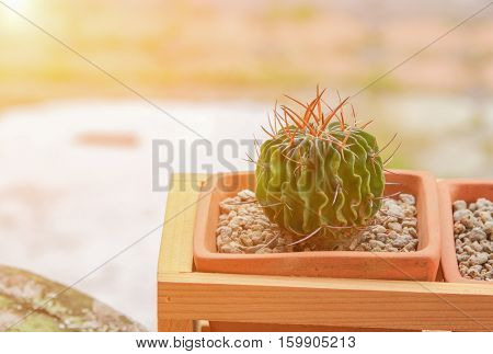 Cactus in a pot still life natural beautiful Breed Eriocactus leninghausi with copy space with sunset light tone