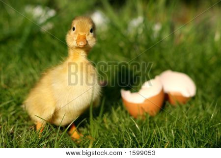 Ente und gebrochenen Ei