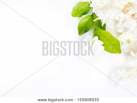 Jasmine Flower On White Background With Blank Copy Text Space