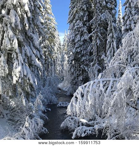 Salt Creek in the Willamette National Forest of Oregon flows through fir trees that are covered with fresh snow and illuminated on a sunny winter day.