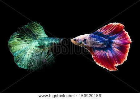 Couple betta fighting fish top form preparing to fight isolated a on black background