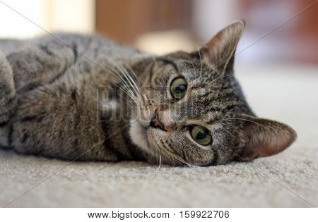 Pet cat relaxing at home on the carpet.