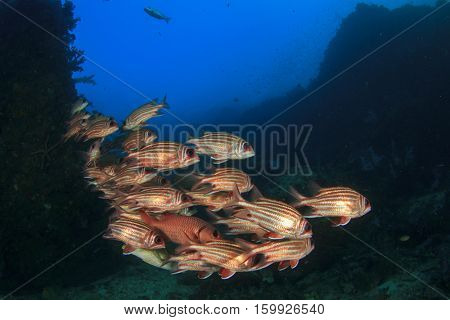 Fish on underwater coral reef in ocean