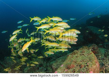 Fish on underwater coral reef in ocean