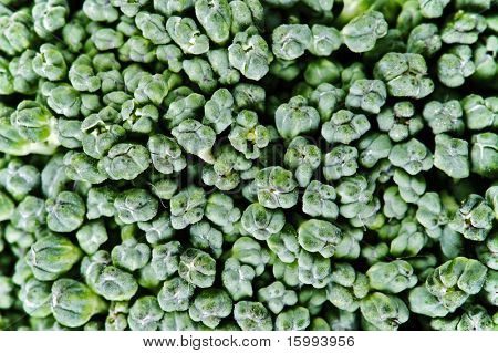 texture astratta. closeup di broccoli