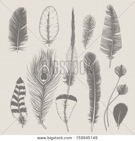 Feathers collection. Vintage design set. Hand-drawn illustration PS10