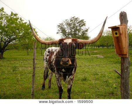 Állandó Longhorn