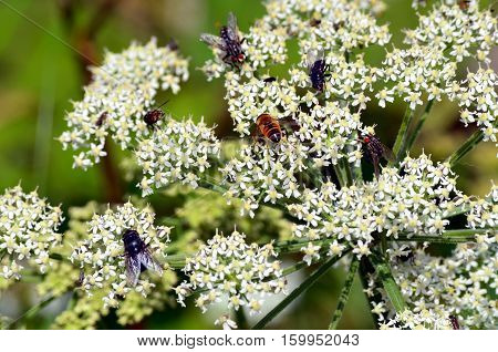 Some white flowers with insects (bee and others)