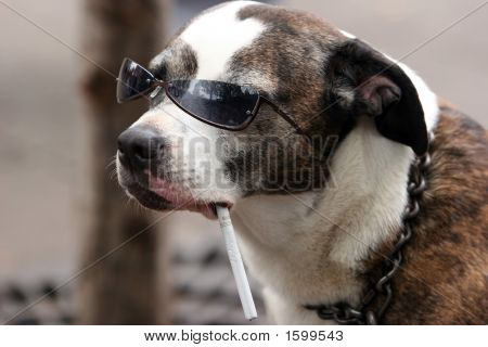 Cane con un'abitudine