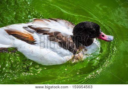 Hdr Tufted Duck Bird Animal