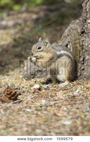 Chipmonk essen eine Erdnuss