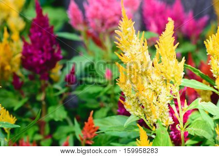 Colorful plumed cockscomb flower or Celosia argentea plant in the garden