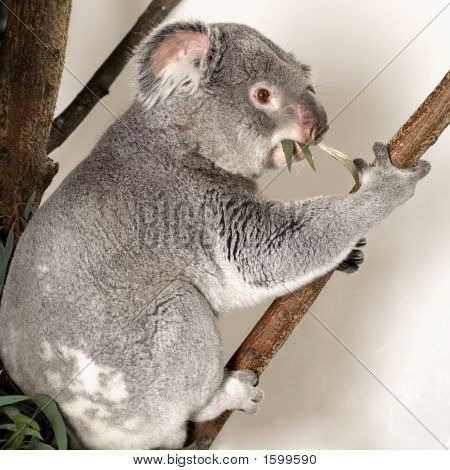 Koala