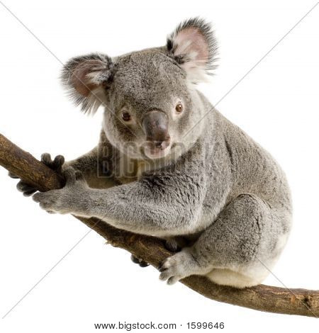 Koala