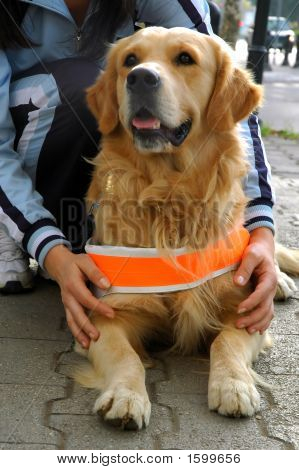 Gören göz köpek