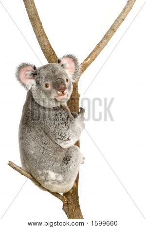 Koala