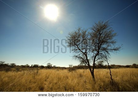 the sun shines through the tree in Africa