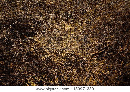 dense bush with thorns on summer time